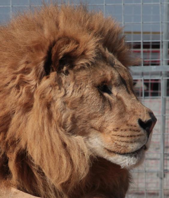 Circo Orfei, al via i controlli sugli animali