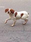 Un cane vaga per il paese Anche il sindaco interviene