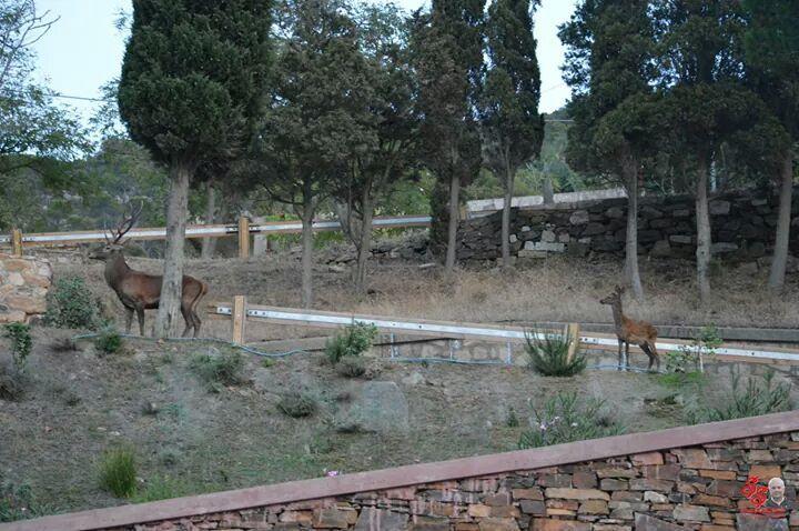 Il cerbiatto ferito si avvicina a una casa e si lascia medicare 