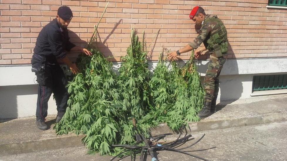 La casa trasformata in essiccatoio per marijuana: arrestato 