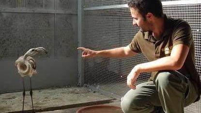 Un piccolo fenicottero salvato sulla spiaggia a Scarlino