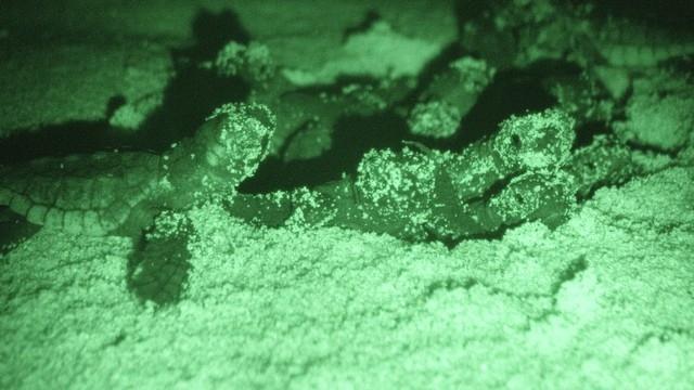 Evento a Cala Sinzias, sono nate 44 tartarughine “Caretta caretta” 