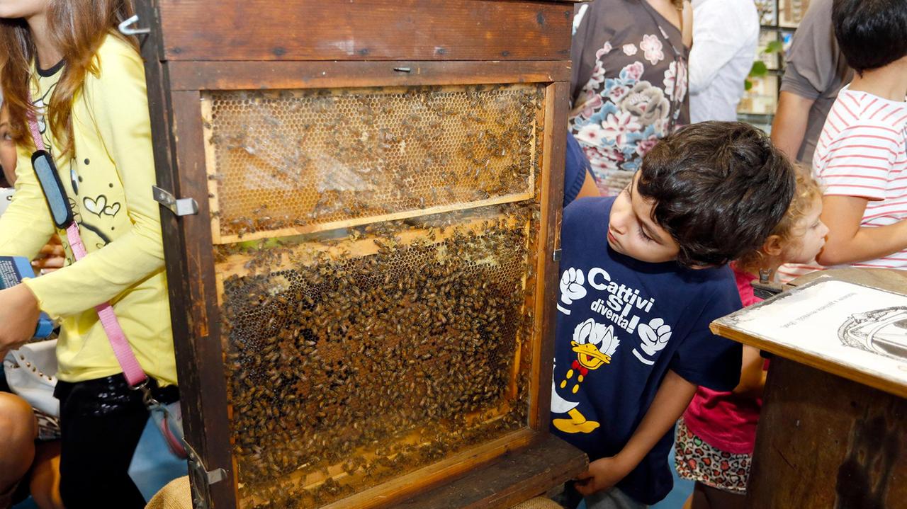 EntoModena: 120 espositori per un milione di esemplari