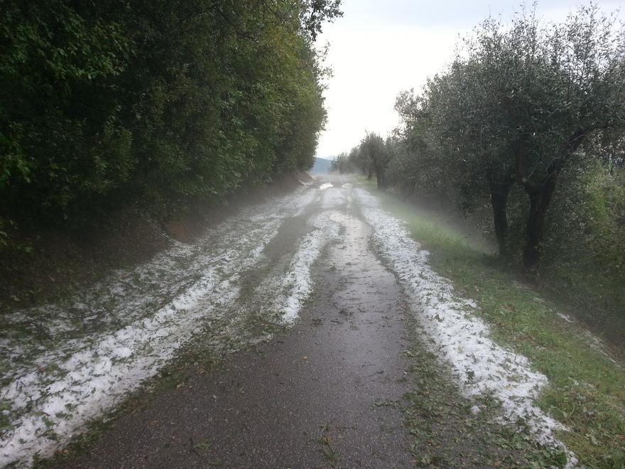 I viticoltori ora piangono La vendemmia è in salita 