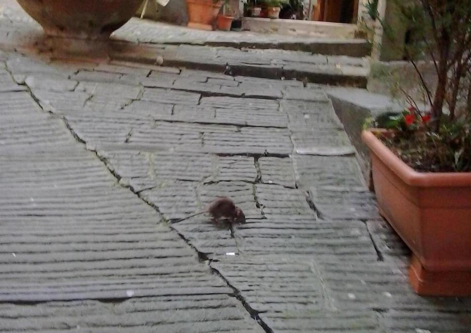 Cresce l’allarme per i ratti nel centro storico di Barga