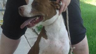 «Che fine ha fatto Asia?»