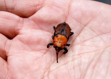 Altre due palme sotto attacco del punteruolo rosso