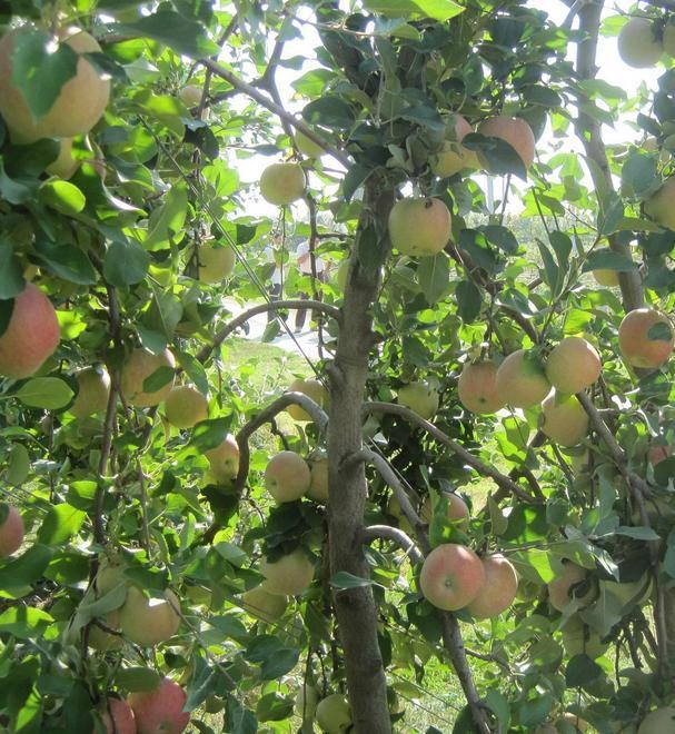 Mele e pere, anche l’Emilia entra nel programma Usa 