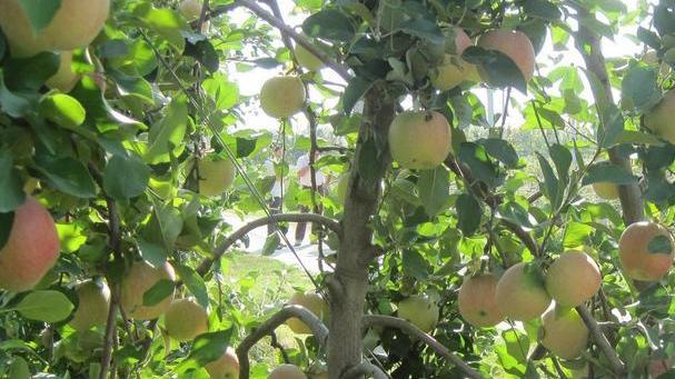 Mele e pere, anche l’Emilia entra nel programma Usa