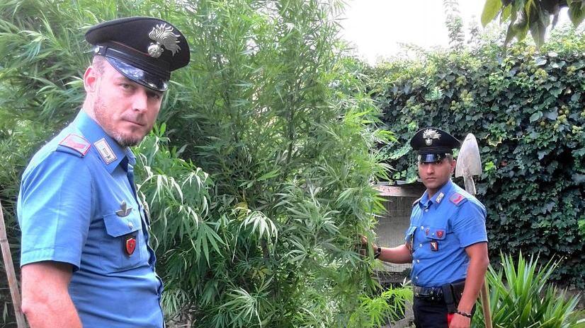 Puliscono il rio e trovano due piante di marijuana