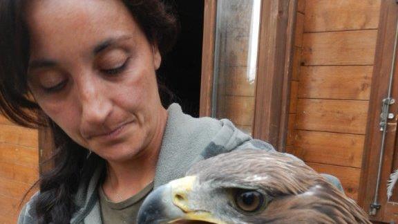 Salvata un'aquila reale