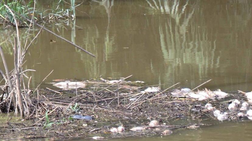 Allarme inquinamento: morìa di pesci anche in Arno