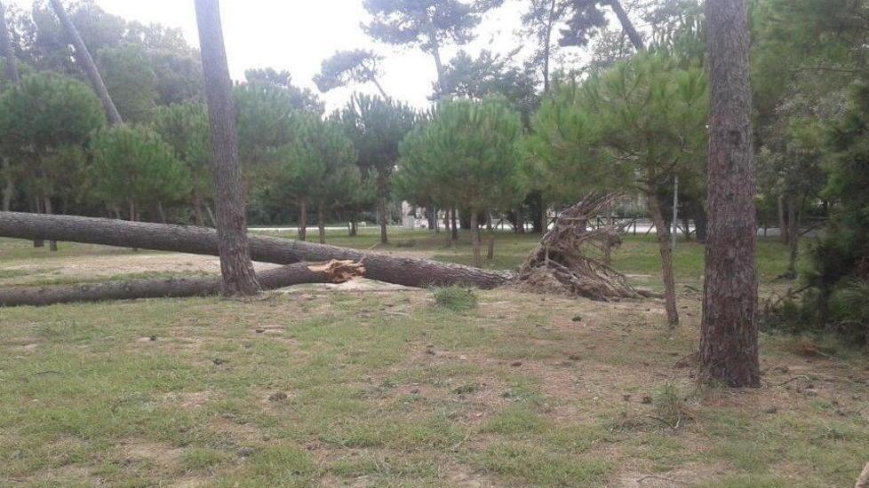 Altri due pini crollati davanti all’ingresso dello stadio