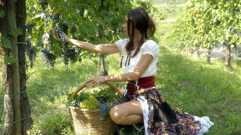 Ecco “Venturina Doc”, festa di vino e vendemmia