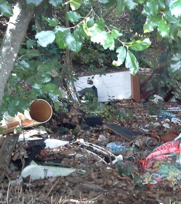 I boschi ridotti a discarica Alberi assediati dai rifiuti 