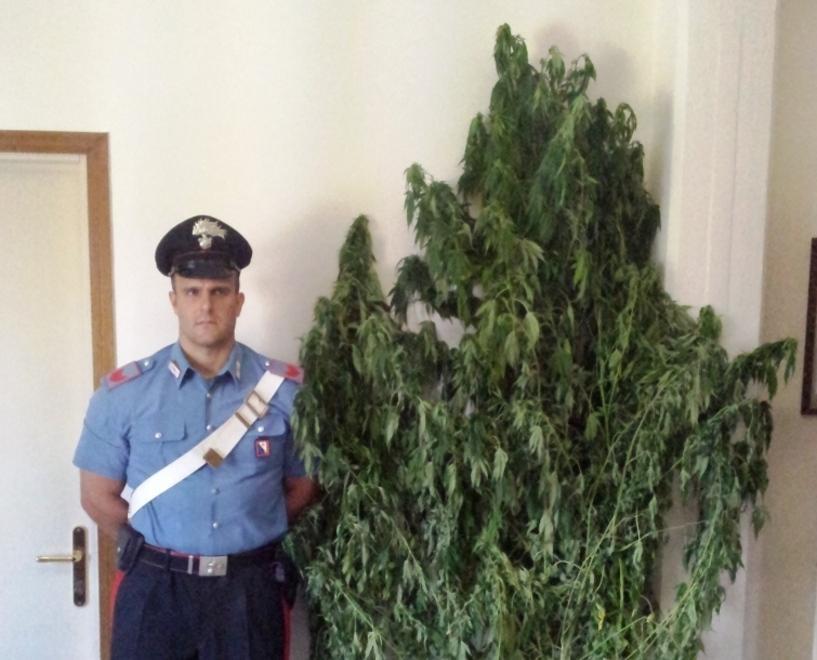 Giardiniere arrestato per detenzione di hashish 