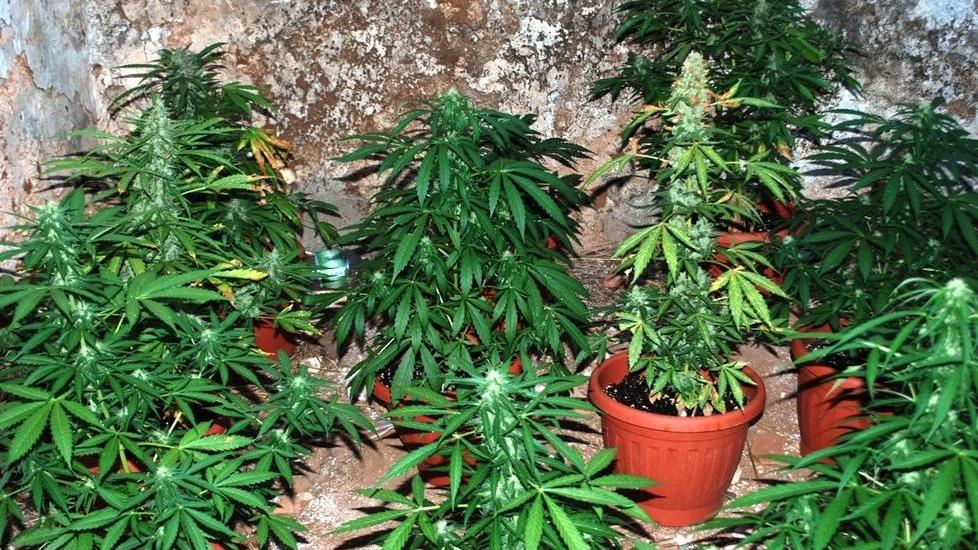 Porto Torres, coltiva marijuana nel giardino di casa, arrestato 
