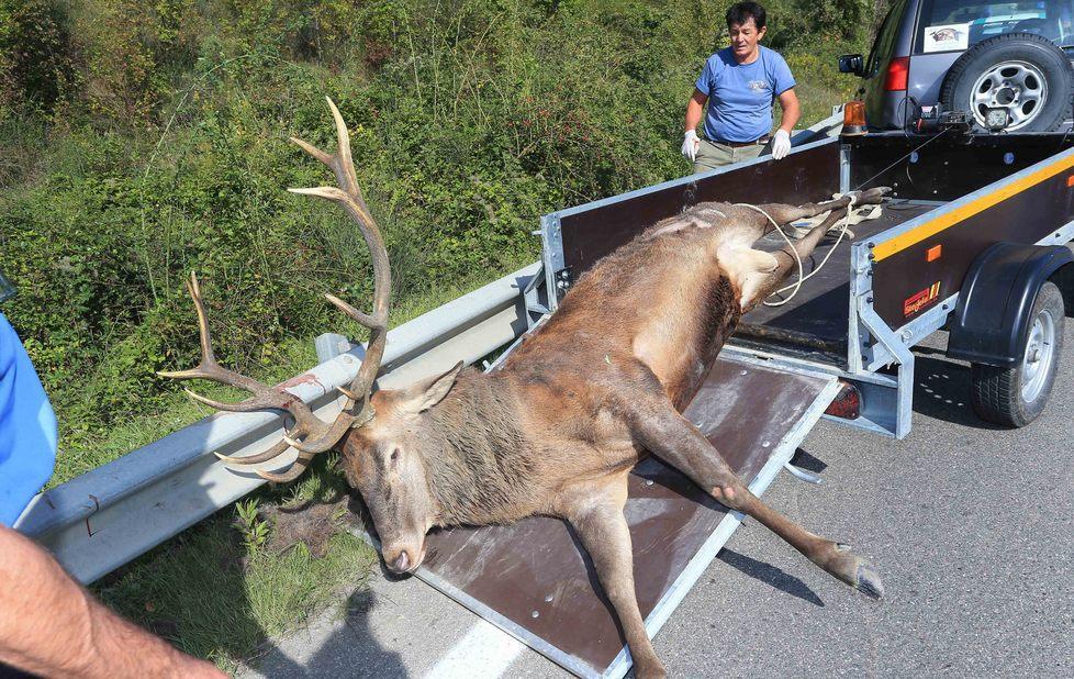 Travolge in auto cervo da 250 chili 