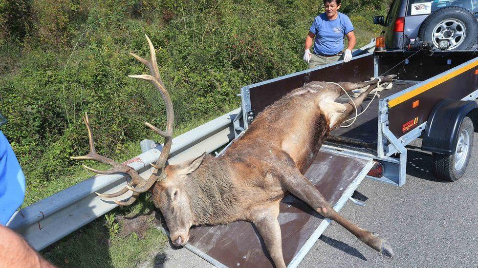 Travolge in auto cervo da 250 chili