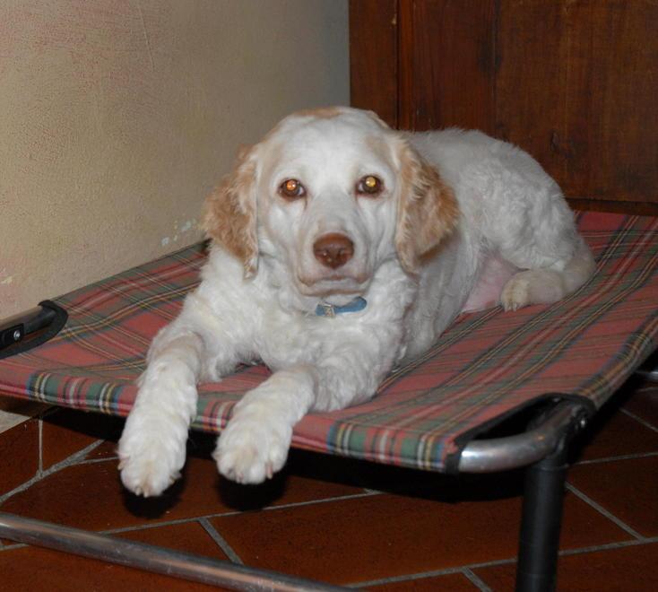 Spugnette insaporite contro i cani da tartufo