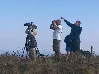 Oltre duemila rapaci avvistati nei cieli dell’Elba 