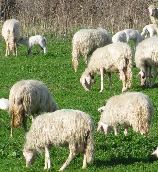 Siniscola, numerose adesioni alla protesta dei pastori sardi
