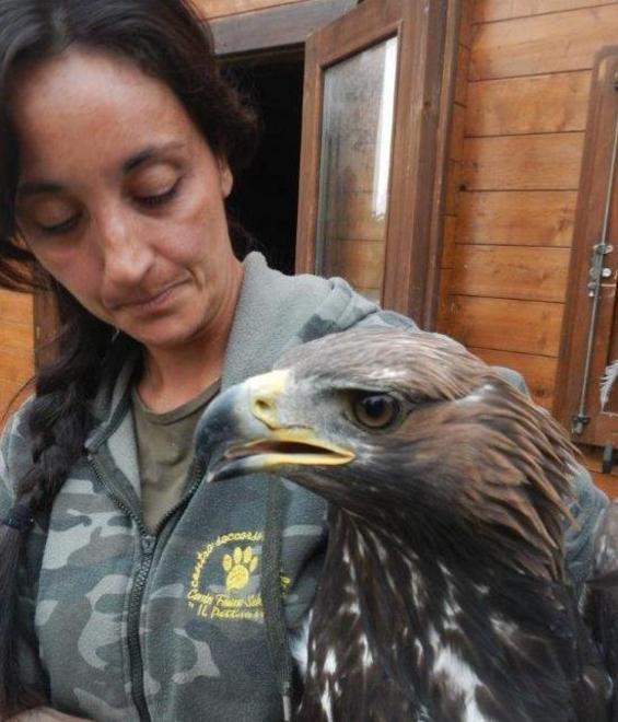 Salvata un’aquila reale intrappolata in una recinzione
