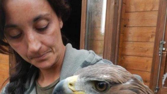 Salvata un’aquila reale intrappolata in una recinzione