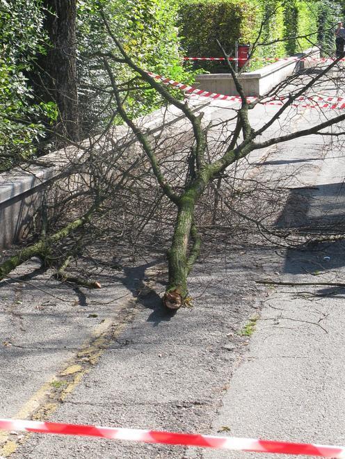 Si stacca un grosso ramo: transennata la pista ciclabile