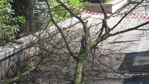 Si stacca un grosso ramo: transennata la pista ciclabile