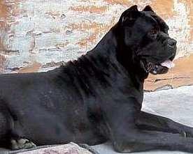 Azzannata dal cane di famiglia, anziana muore dopo poche ore 