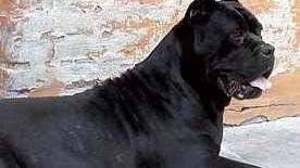 Azzannata dal cane di famiglia, anziana muore dopo poche ore