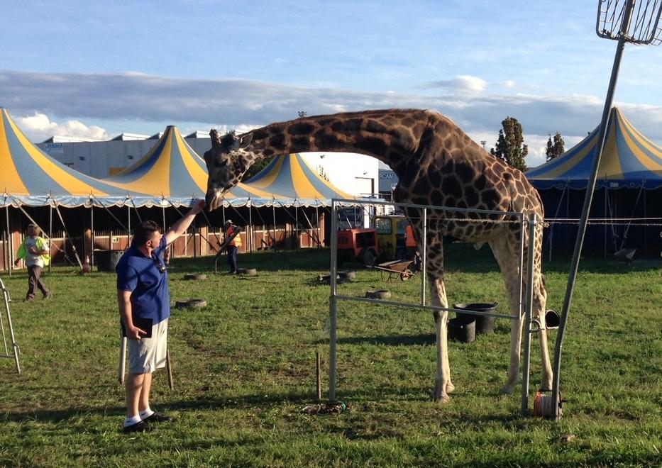 «Lo stop è illegittimo Il circo si esibirà con tutti gli animali» 