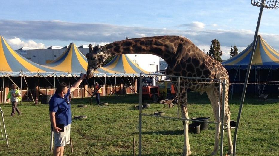 «Lo stop è illegittimo Il circo si esibirà con tutti gli animali»