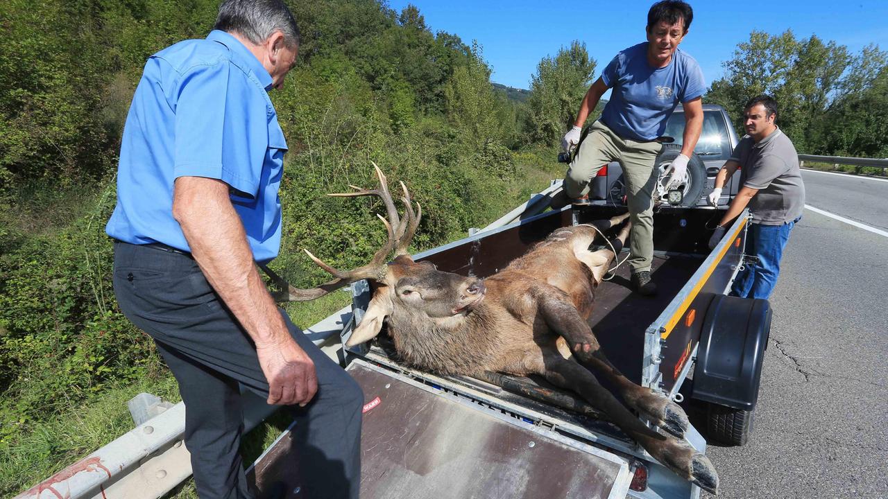 Si scontra con un cervo da 250 chili, automobilista ferito