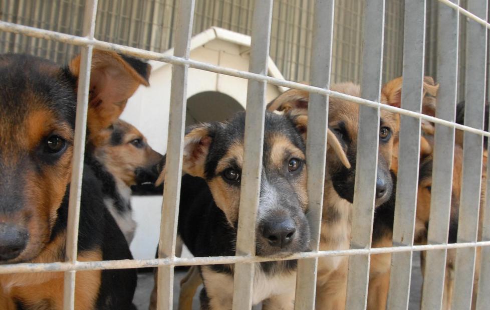 Una città più a misura di cane 