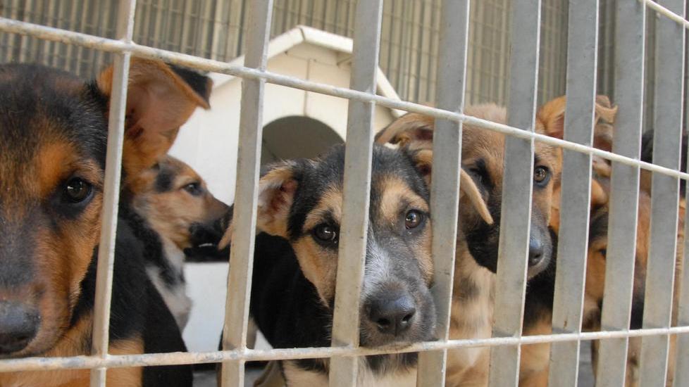 Una città più a misura di cane