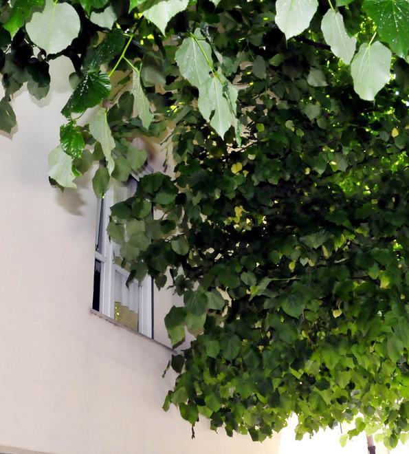 Il prefetto non può far potare gli alberi 