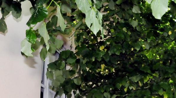 Il prefetto non può far potare gli alberi