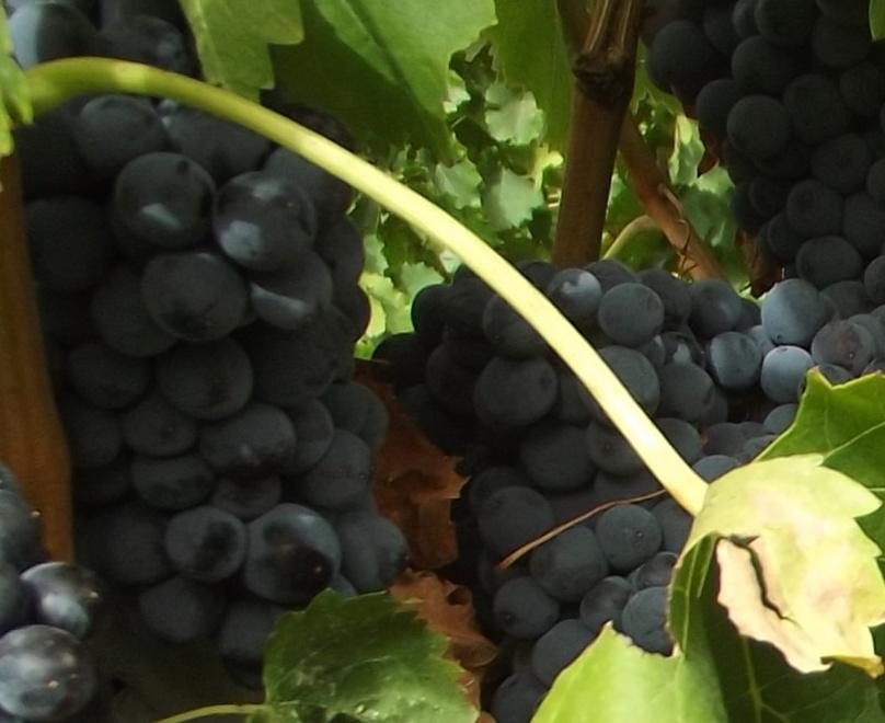 Tutto pronto per la vendemmia 