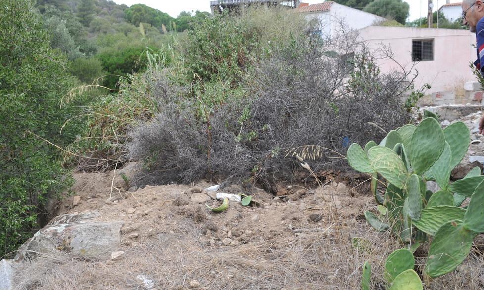 I cinghiali fanno danni vicino alle case