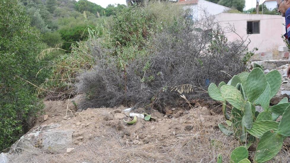 I cinghiali fanno danni vicino alle case