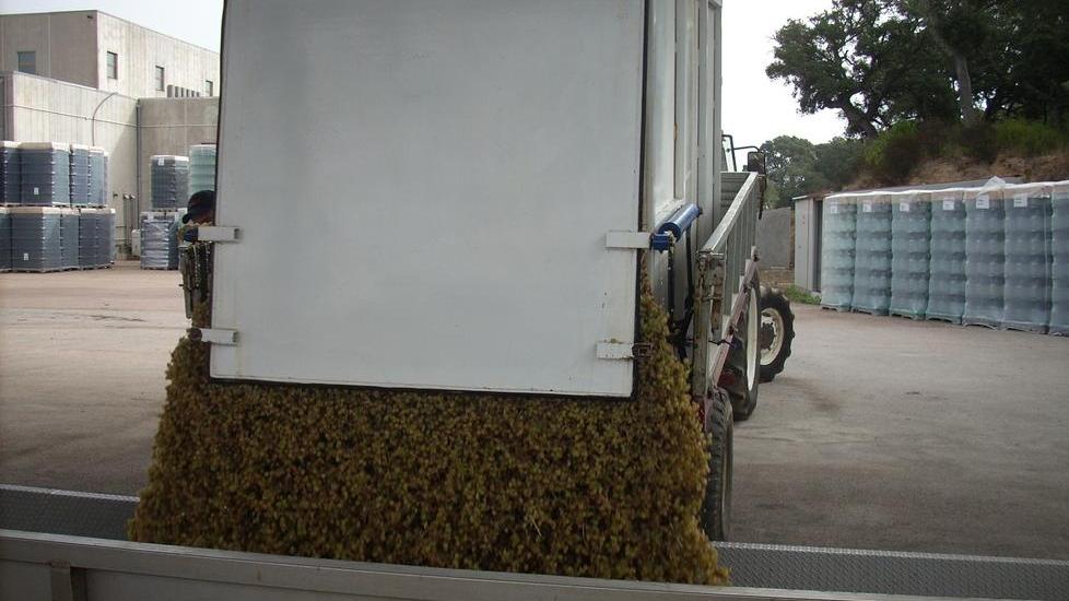 Cantina del Vermentino, al via il «Progetto qualità»