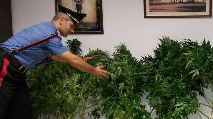 Canapa in cortile e sull’argine Piante sequestrate, un arresto
