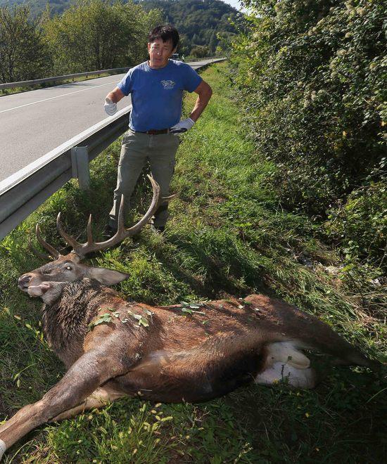 Resta ferito nello scontro con un cervo 