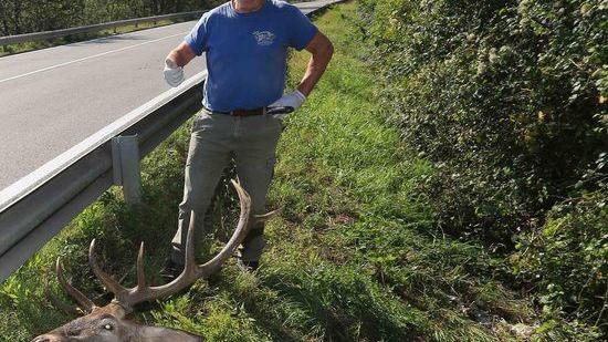 Resta ferito nello scontro con un cervo