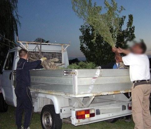 Coltivava marijuana nel campo di casa 