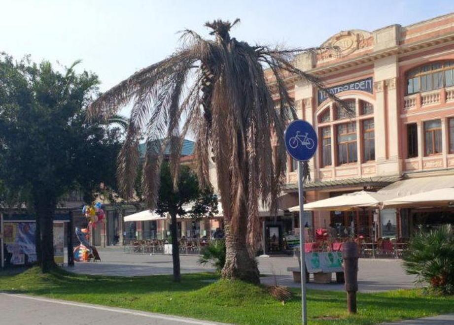 Le palme della Passeggiata uccise dal punteruolo 