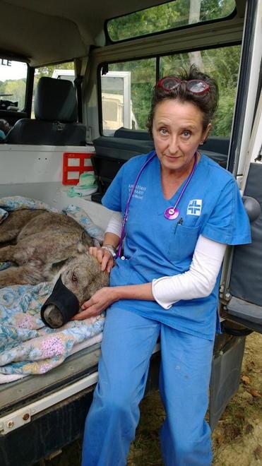 Lupo avvelenato, lo salvano i cacciatori 