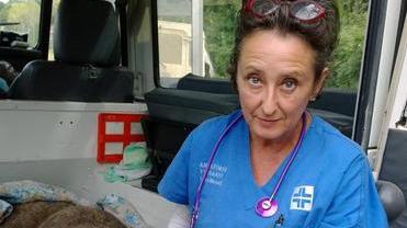 Lupo avvelenato, lo salvano i cacciatori